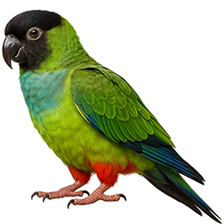 Nanday Conure